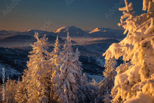 Fototapeta Naklejka Na Ścianę i Meble -  A frosty winter morning in Beskid Żywiecki. Views of the Tatra Mountains and Mala Fatra.