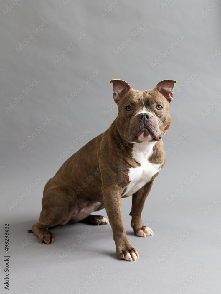 Selective focus vertical view of female brown and white American Bully sitting looking up against plain grey background	
