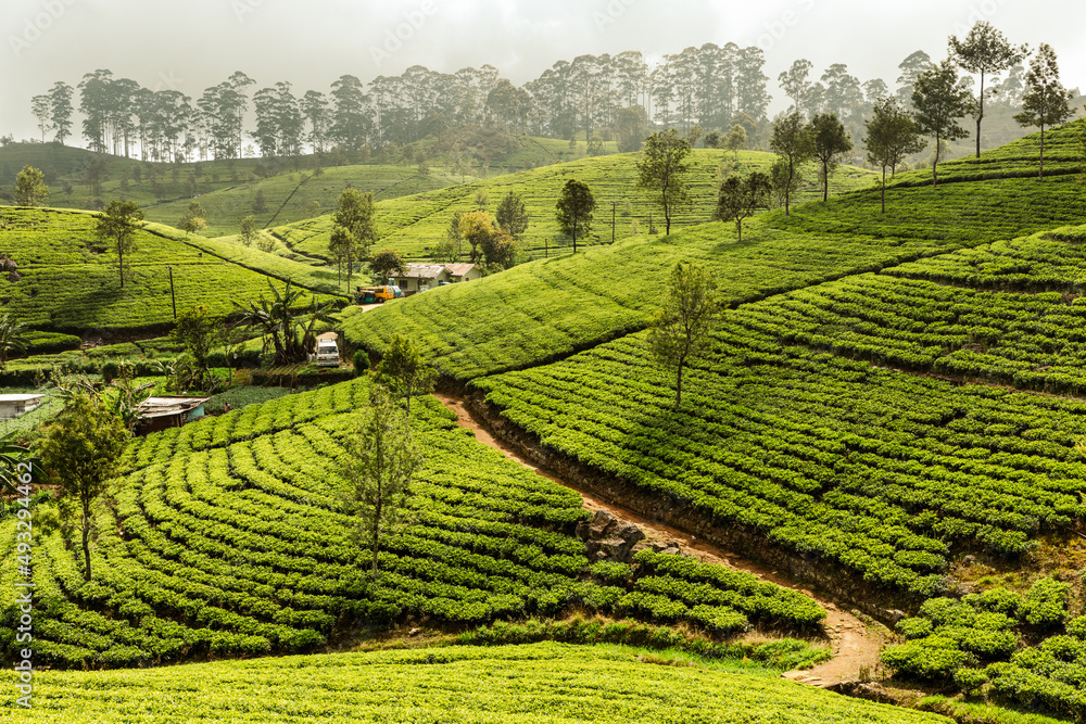 Sri Lanka Tea Plantation. Haputale, Sri Lanka.