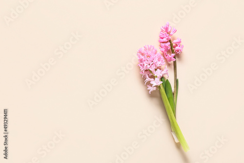 Beautiful hyacinths on color background