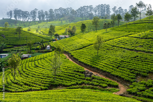 Sri Lanka Tea Plantation. Haputale  Sri Lanka.