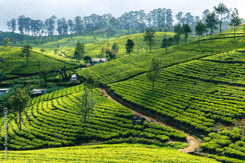 Sri Lanka Tea Plantation. Haputale  Sri Lanka.