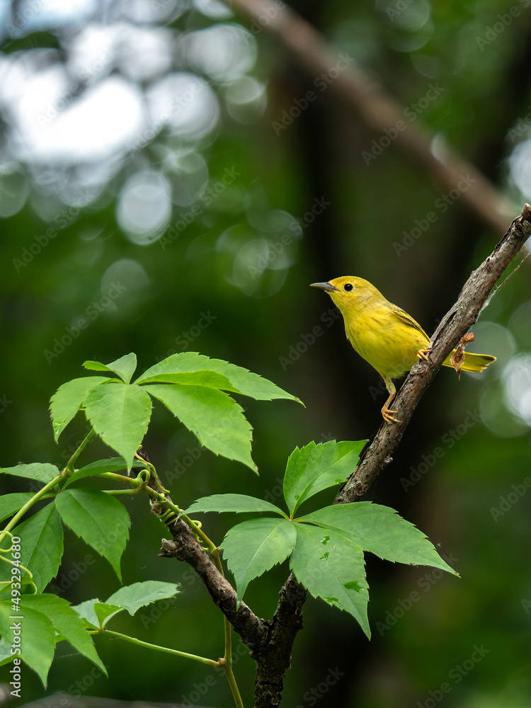 An American yellow warbler perched in the forest An American yellow warbler perched in the forest