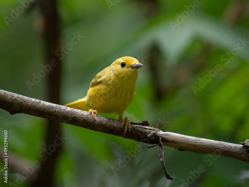An American yellow warbler perched in the forest