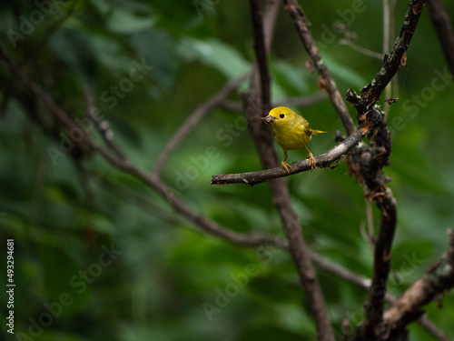 An American yellow warbler perched in the forest © Justin