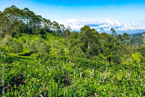 Sri Lanka Tea Plantation. Haputale, Sri Lanka.