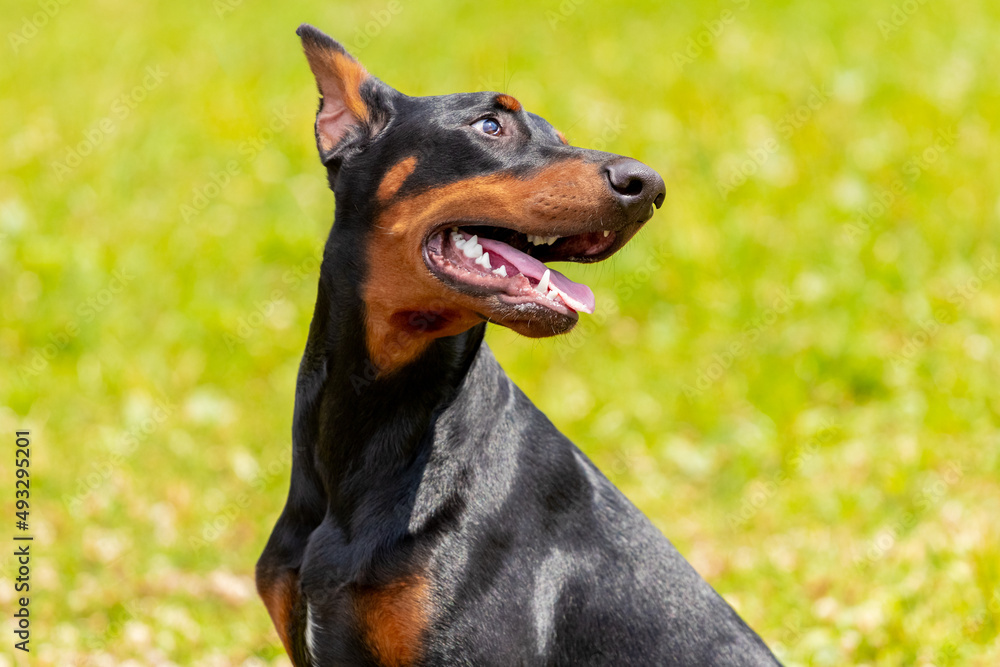 Doberman dog with open mouth on a background of green grass Doberman dog with open mouth on a background of green grass