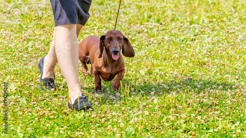 A woman with a brown dachshund dog walks in the park. A brown dachshund runs across the grass next to a woman