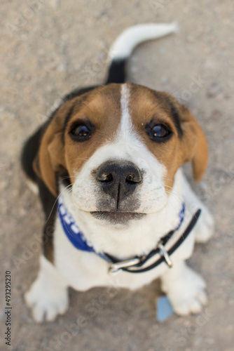 perro cachorro beagle