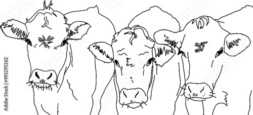 Schwarze Kontur Linien zeigen drei Kuhportraits. Isolierte Vektor Illustration.