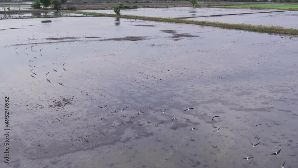 Flock of black-winged stilt bird flying forage over rice field with water reflection in the evening Flock of black-winged stilt bird flying forage over rice field with water reflection in the evening