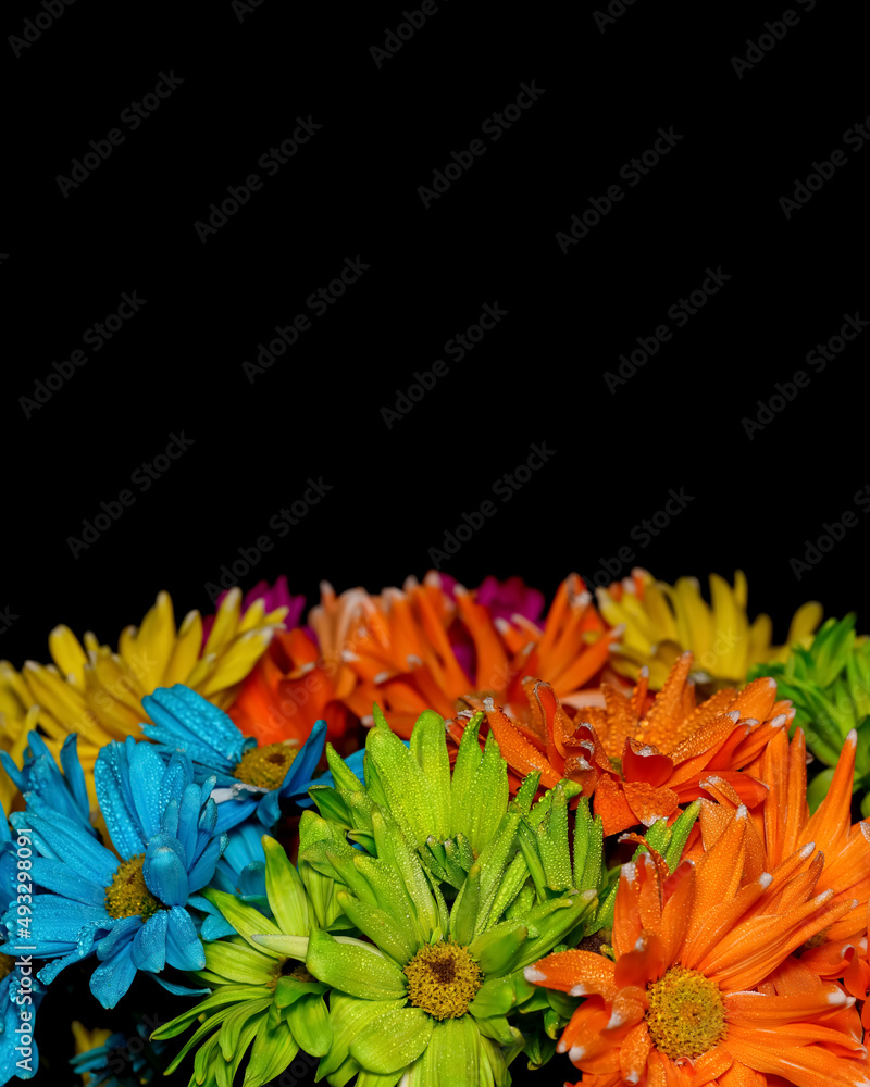 Fototapeta premium Colorful Gerber Daisy flowers on black background with copy space
