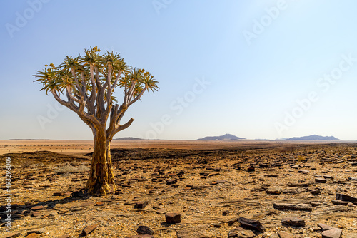 Desert landscape with quiver tree (Aloe dichotoma), Namib desert, Namibia, southern Africa 