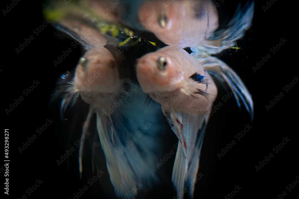 Obraz premium BETTA SPLENDERS PLACKAT FISH EYES AND MOUTH MACRO