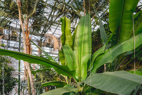 Bananas and palm trees grow in a greenhouse with tropical plants. Gardening all year round.