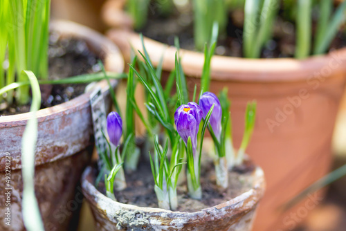 Crocus flowers makes the way through ground in flower pot. Growing flowers in spring as anti stress hobby. Natural spring background.
