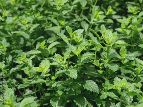 Lemon balm or Melissa officinalis, perennial herbaceous plant in the mint family. Natural summer background with green leaves.