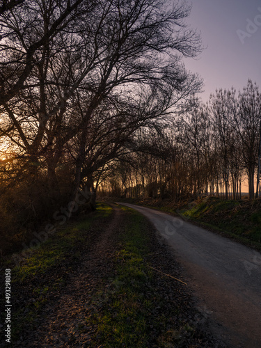 Path between trees at sunset