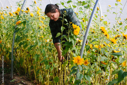 Farmer Harvests Sunflowers photo