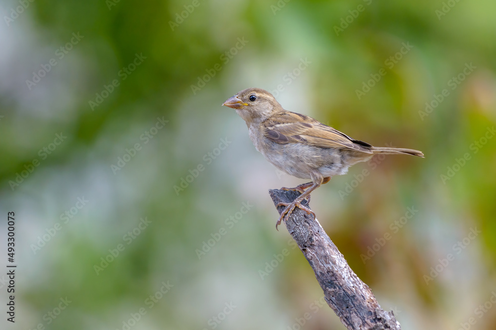 House sparrow young fledgling bird perched on branch House sparrow young fledgling bird perched on branch
