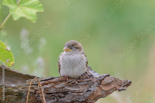 Fototapete Single House sparrow fledgling sleeping on wood log with bark textures