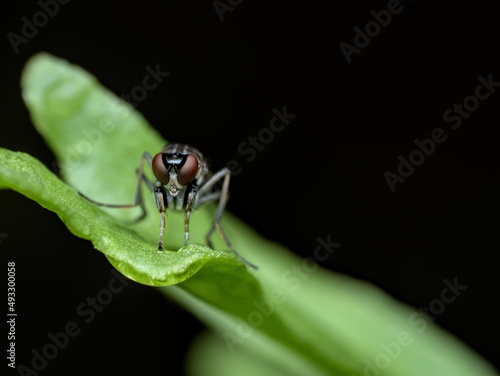 small fly perched on the leaf