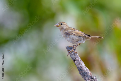 Fototapete House sparrow young fledgling bird perched on tree branch