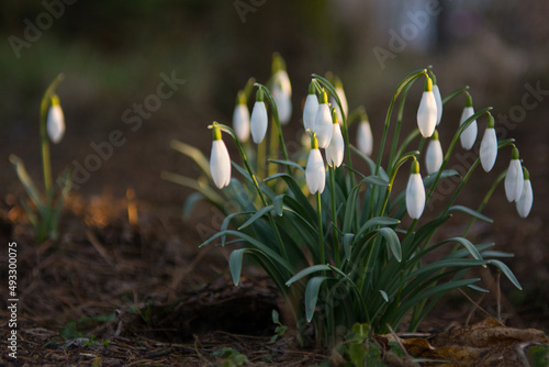 A clump of snowdrops blooming in spring photo