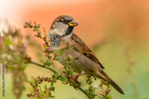 Slika na platnu Sparrow (Passer domesticus) male bird perched close up in wild scrubland