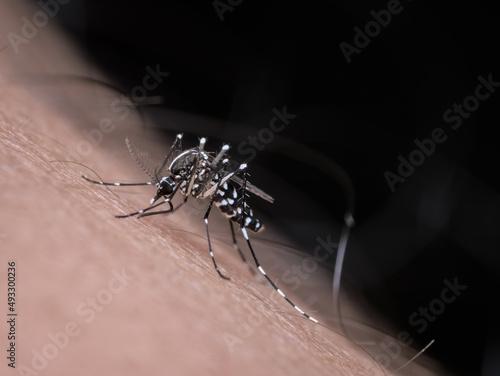 Asian tiger mosquito bites a hairy human skin