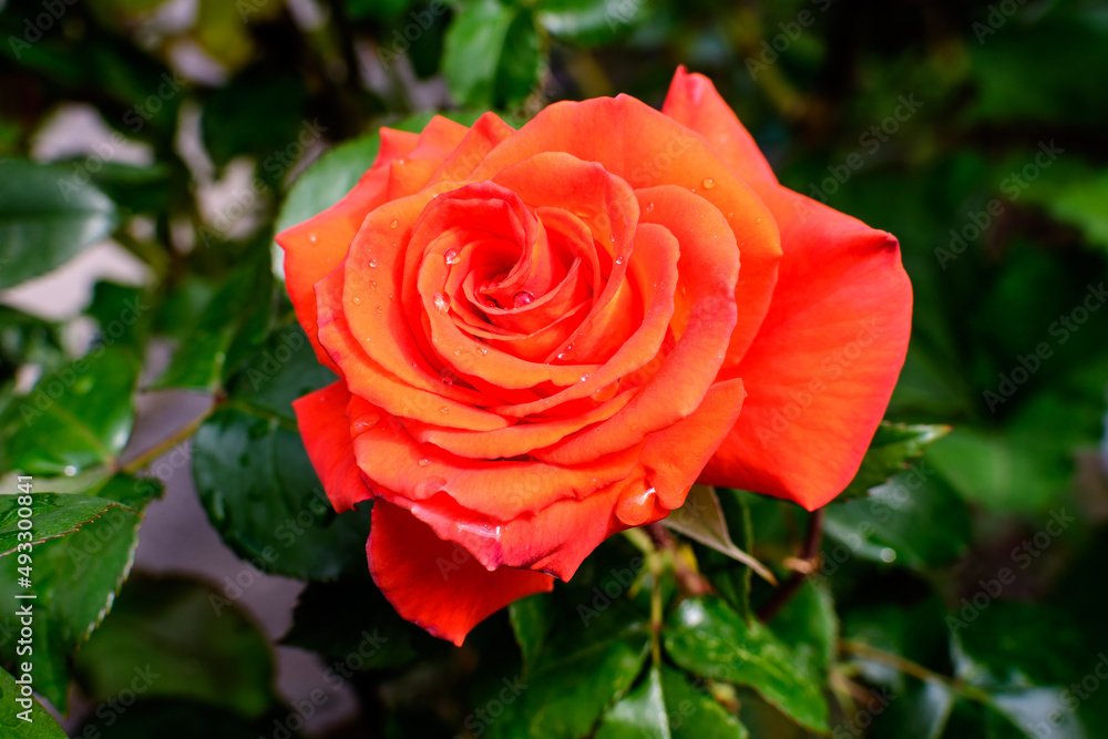 Close up of one large and delicate red rose in full bloom in a summer garden, in direct sunlight, with blurred green leaves in the background, photographed with soft focus. Close up of one large and delicate red rose in full bloom in a summer garden, in direct sunlight, with blurred green leaves in the background, photographed with soft focus.