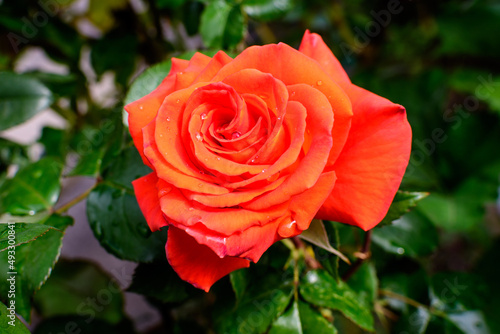 Close up of one large and delicate red rose in full bloom in a summer garden, in direct sunlight, with blurred green leaves in the background, photographed with soft focus.