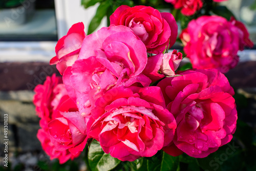 Large and delicate vivid pink roses in full bloom with water drops in a summer garden  in direct sunlight  with blurred green leaves in the background.