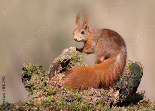 European red squirrel on a sunny day on a tree trunk looking at the camera