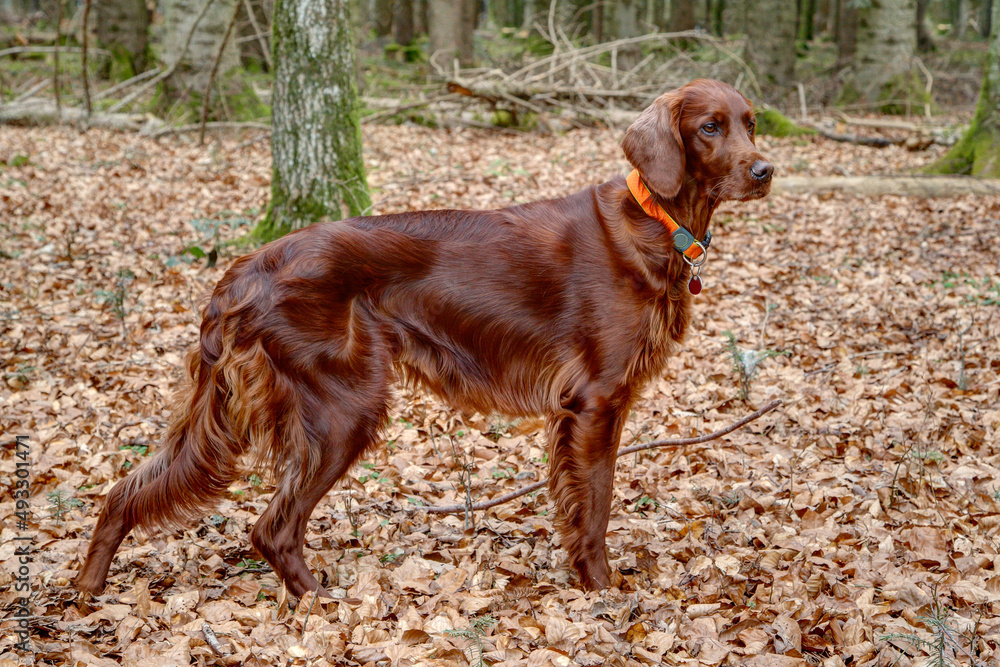 An Irish Setter stands in the forest and watches the hunting ground. With its shiny deep red fur, the Irish Setter is undoubtedly one of the most elegant hunting dogs. An Irish Setter stands in the forest and watches the hunting ground. With its shiny deep red fur, the Irish Setter is undoubtedly one of the most elegant hunting dogs.