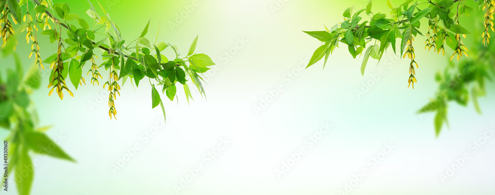 Young leaves and immature maple seeds in the garden. Sunrise in the summer garden. Nature banner. Summer, spring, autumn Young leaves and immature maple seeds in the garden. Sunrise in the summer garden. Nature banner. Summer, spring, autumn