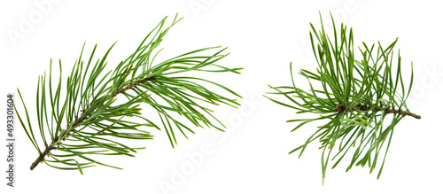 Set of fir branches. Green branches on a white background. For decor and holiday frames and postcards, sites and banners