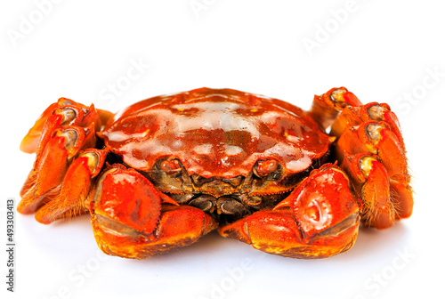 Red hairy crab on white background photo