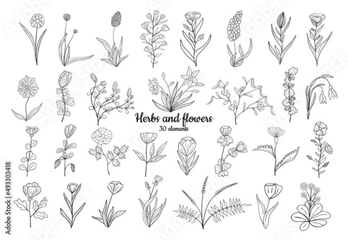 Hand drawn set of blooming flowers. Floral summer collection. Vector sketch elements isolated on white background. Decorative doodle illustration for greeting card, wedding invitation, fabric