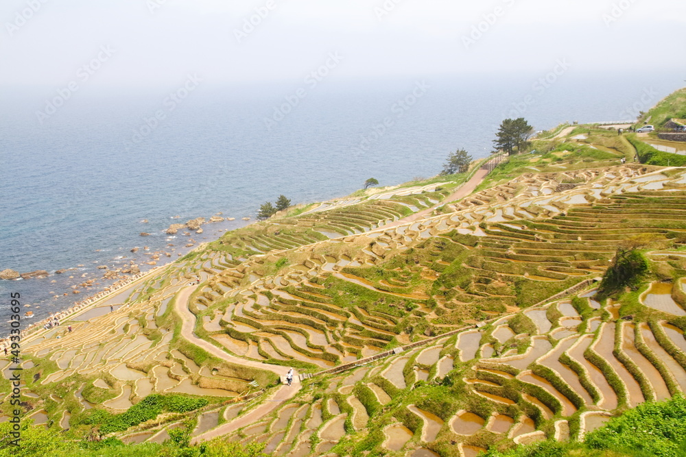 Wajima Rice Terraces 世界農業遺産 石川県輪島 白米千枚田 棚田 田植え風景 Globally Important Agricultural Heritage ...