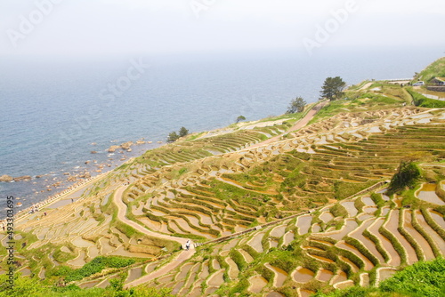 世界農業遺産 石川県輪島 白米千枚田 棚田 田植え風景
Globally Important Agricultural Heritage Wajima, Ishikawa Prefecture Shiroyone Senmaida Rice Terraces Rice Planting Scenery photo
