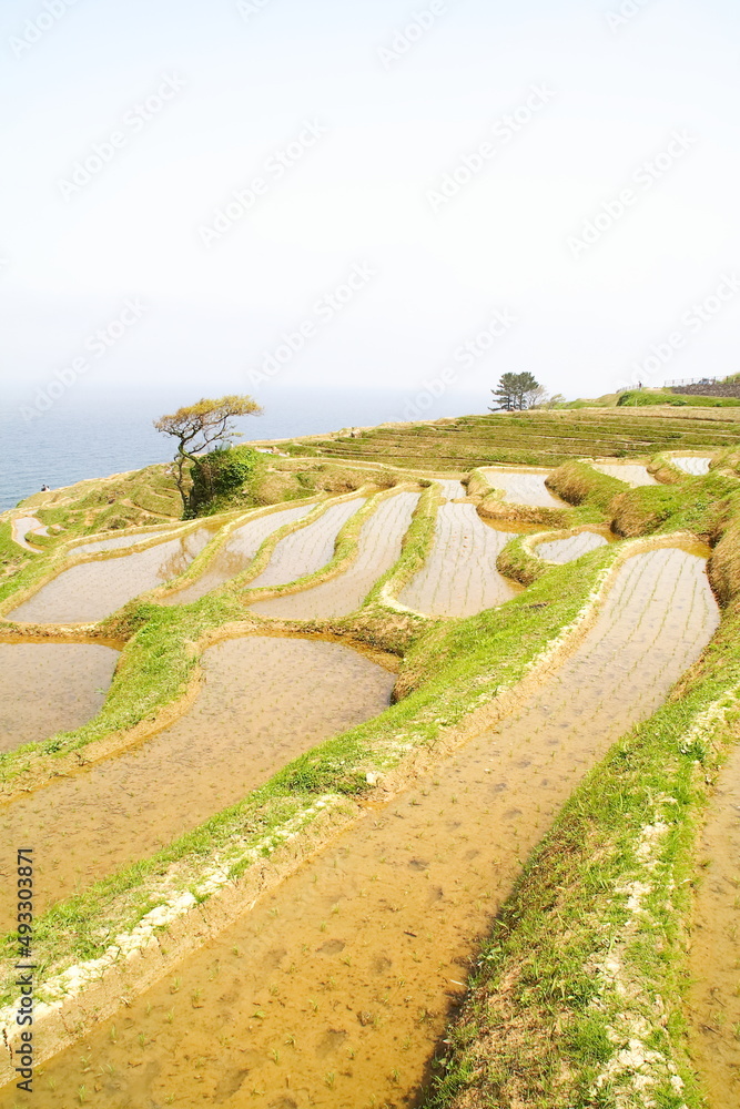 Wajima Rice Terraces 世界農業遺産 石川県輪島 白米千枚田 棚田 田植え風景 Globally Important Agricultural Heritage ...