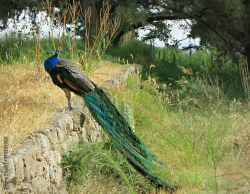 Male peafowl peacock with its longbeautiful and perfect tail, feathers, plumage. Large and brightly coloured bird  from  the Filerimos mountain of Rhodes in Greece 