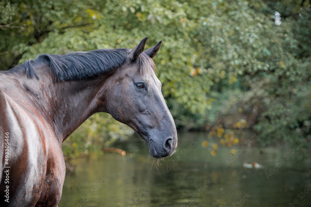 Obraz premium Warmblutstute im Fluss