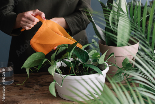 Anonymous Hands Watering House Plants With Watering Can