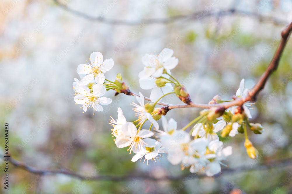 White flowering tree branches close up and copy space. nature. Blossoming branch cherry. Bright colorful spring flowers