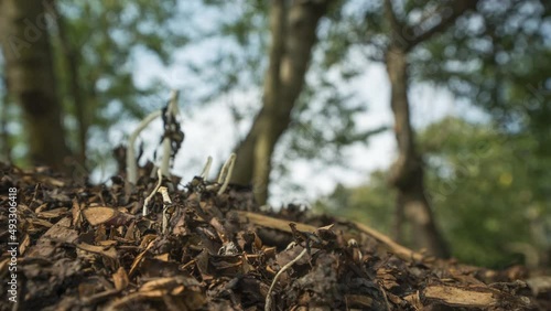 death of mushrooms under the influence of sunlight, timelapse