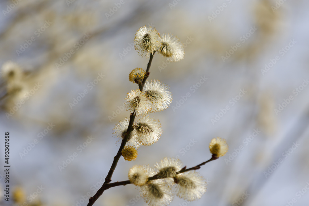 Easter or Spring background with fluffy flowering willow branches. Willow catkins in spring. Blooming spring willow twigs in the park Easter or Spring background with fluffy flowering willow branches. Willow catkins in spring. Blooming spring willow twigs in the park