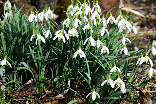 Flowering snowdrops  Galanthus nivalis  surrounded by old fallen leaves  twigs and dry grass