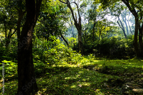 Autumn nature landscape of colorful forest in morning sunlight